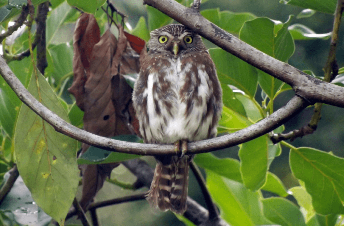 Fotografia de um filhote de coruja registrado durante um passeio de observação na natureza.