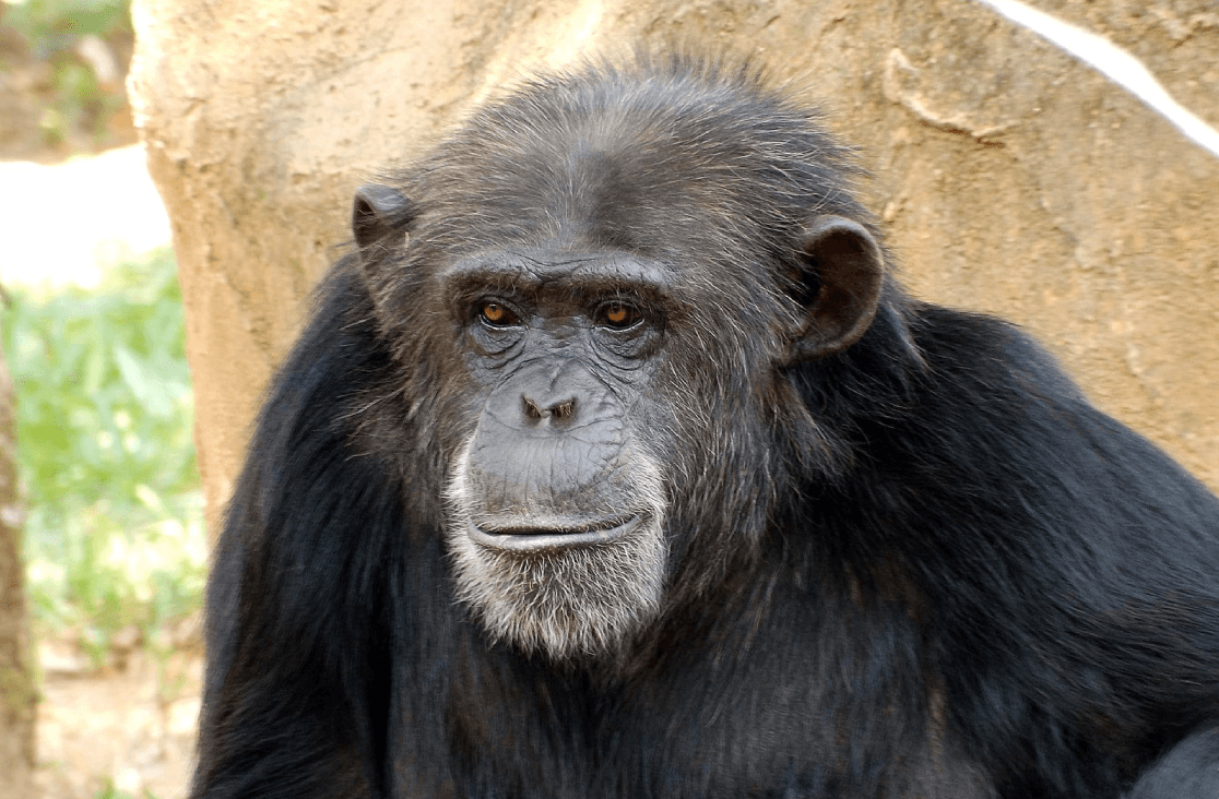 Fotografia de um chimpanzé realizado durante visita a um zoológico.